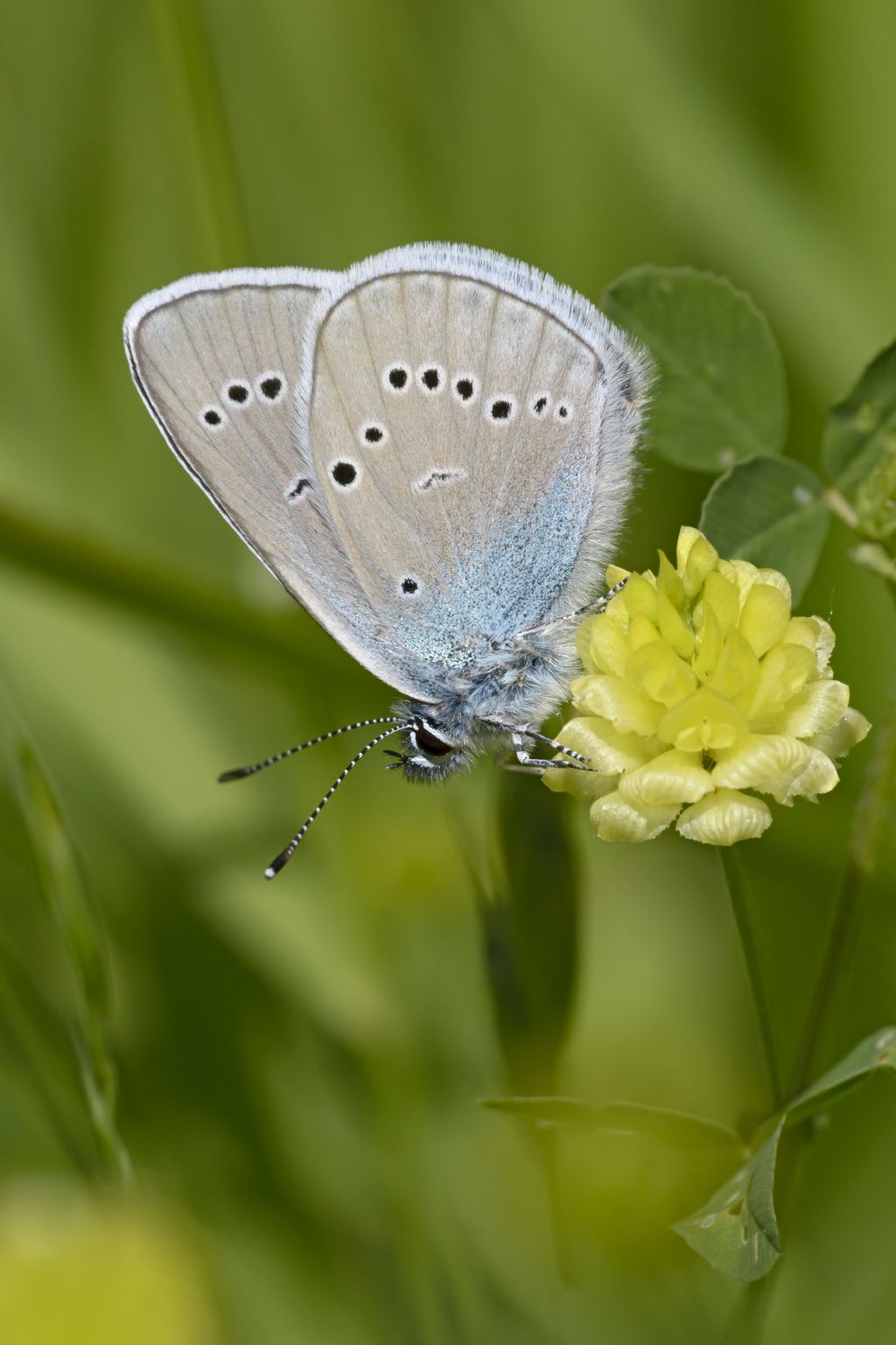 Cyaniris semiargus?  S